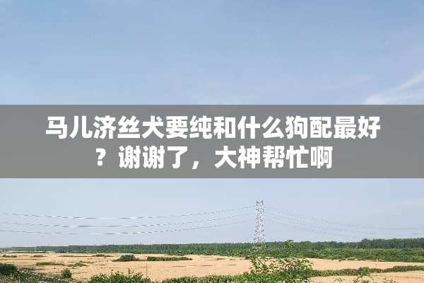 马儿济丝犬要纯和什么狗配最好？谢谢了，大神帮忙啊