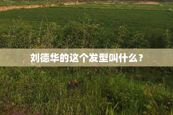 刘德华的这个发型叫什么？