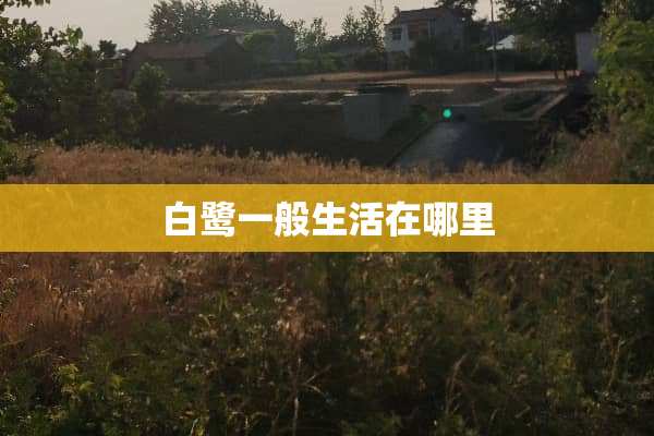 白鹭一般生活在哪里