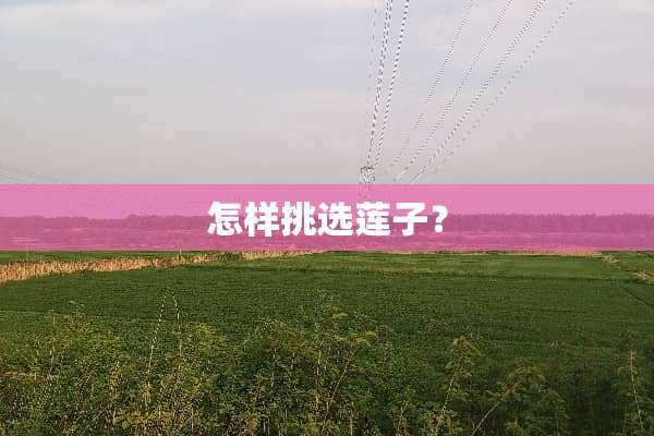怎样挑选莲子？