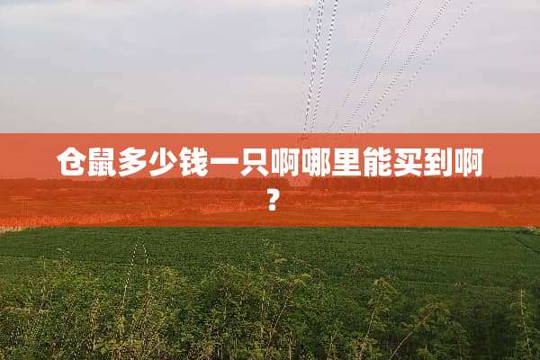 仓鼠多少钱一只啊哪里能买到啊？