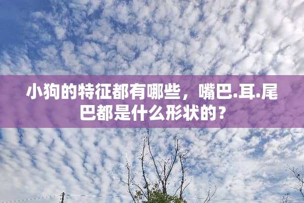 小狗的特征都有哪些，嘴巴.耳.尾巴都是什么形状的？