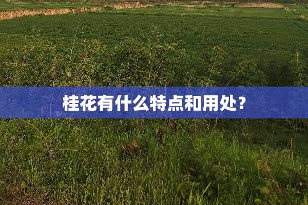 桂花有什么特点和用处？