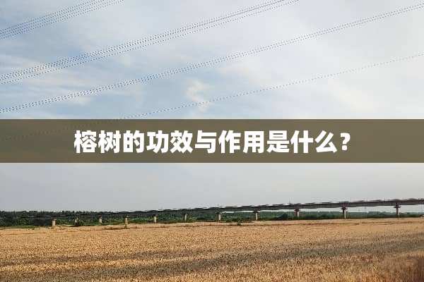 榕树的功效与作用是什么？