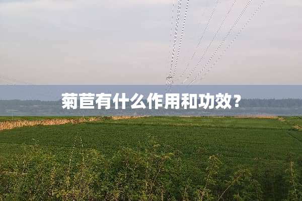 菊苣有什么作用和功效？