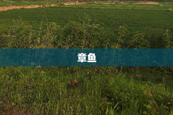 章鱼