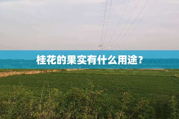 桂花的果实有什么用途？