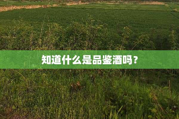 知道什么是品鉴酒吗？