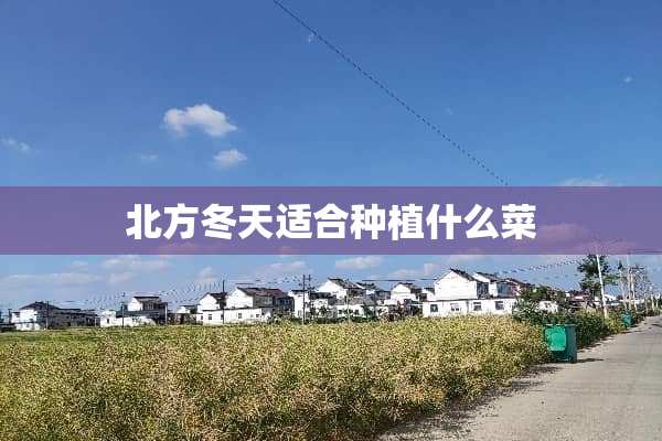 北方冬天适合种植什么菜