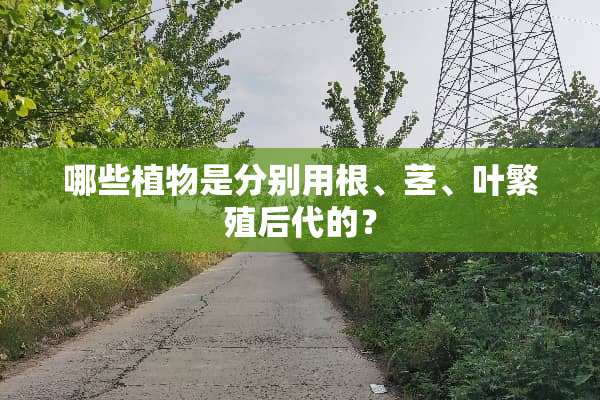 哪些植物是分别用根、茎、叶繁殖后代的？
