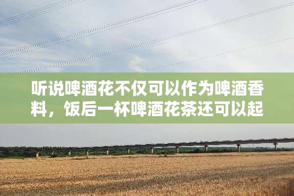 听说啤酒花不仅可以作为啤酒香料，饭后一杯啤酒花茶还可以起到消食减肥的作用？