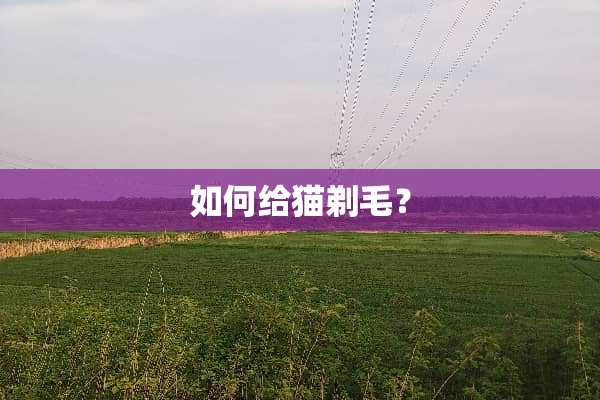 如何给猫剃毛？