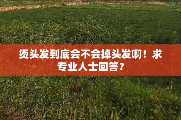 烫头发到底会不会掉头发啊！求专业人士回答？