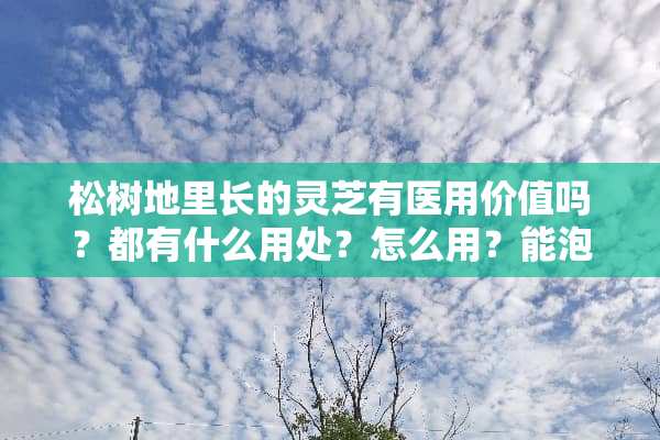 松树地里长的灵芝有医用价值吗？都有什么用处？怎么用？能泡酒吗？