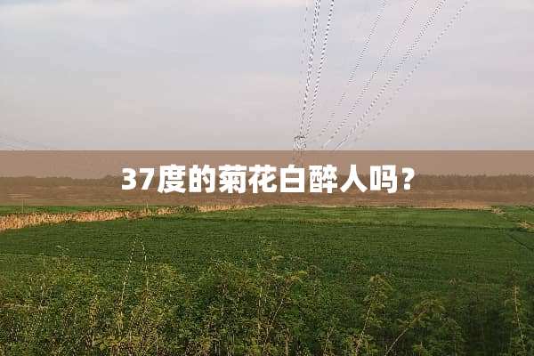 37度的菊花白醉人吗？