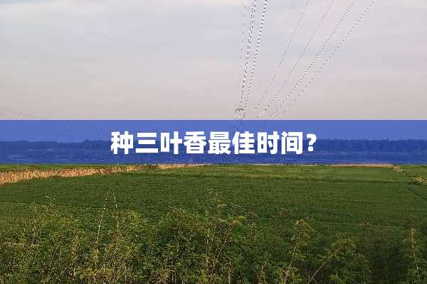 种三叶香最佳时间？