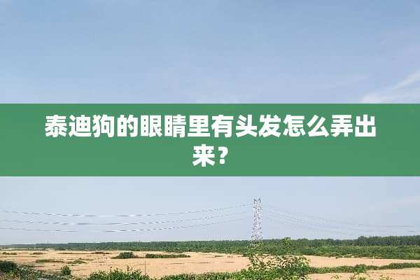 泰迪狗的眼睛里有头发怎么弄出来？