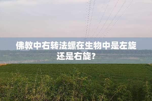 佛教中右转法螺在生物中是左旋还是右旋？