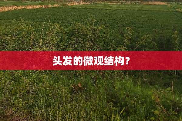 头发的微观结构？