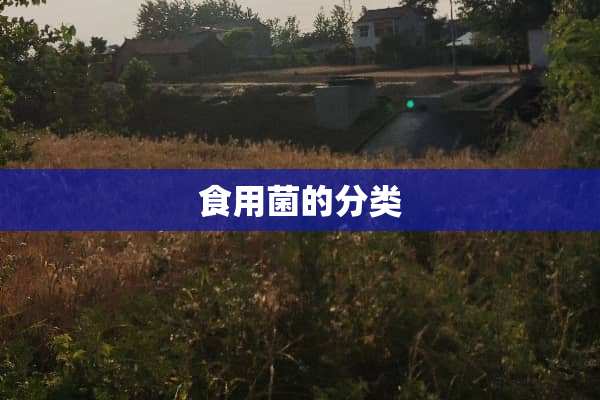 食用菌的分类