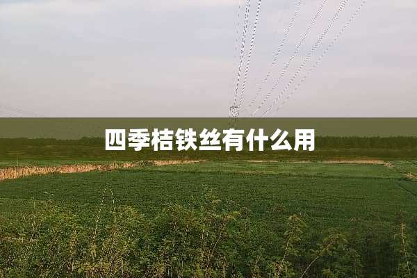 四季桔铁丝有什么用