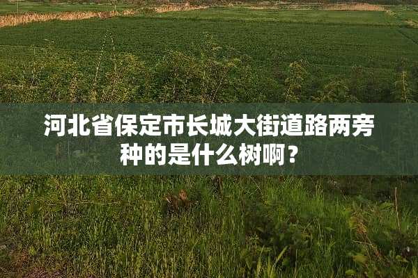 河北省保定市长城大街道路两旁种的是什么树啊？
