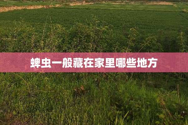 蜱虫一般藏在家里哪些地方