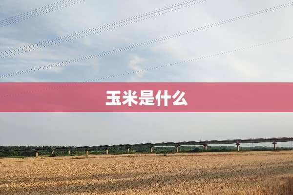 玉米是什么
