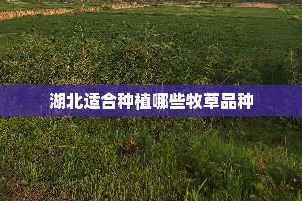 湖北适合种植哪些牧草品种