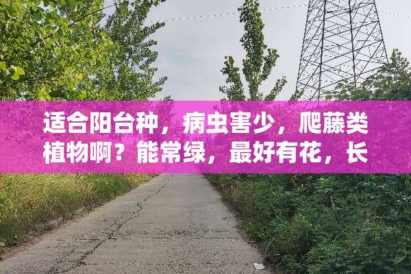 适合阳台种，病虫害少，爬藤类植物啊？能常绿，最好有花，长的快……