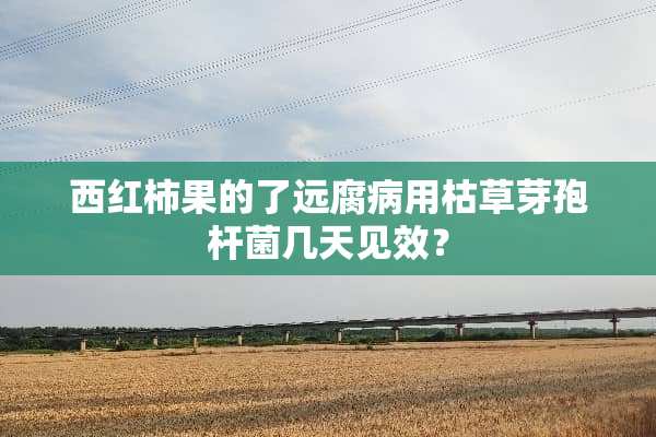 西红柿果的了远腐病用枯草芽孢杆菌几天见效？