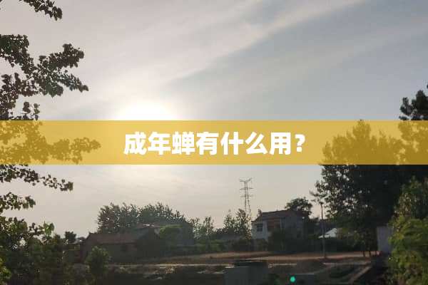 成年蝉有什么用？