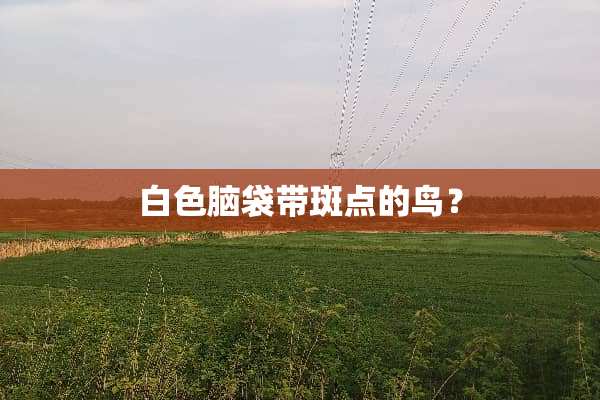 白色脑袋带斑点的鸟？