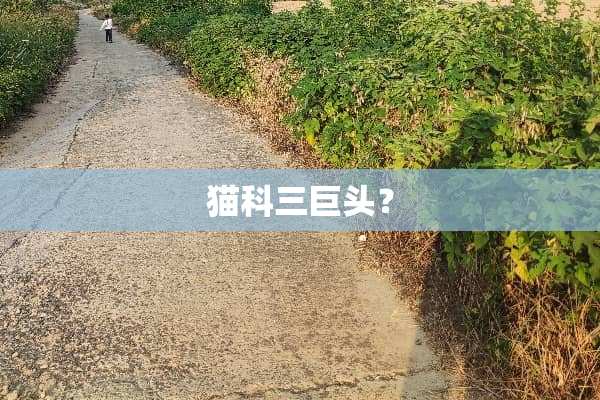 猫科三巨头？