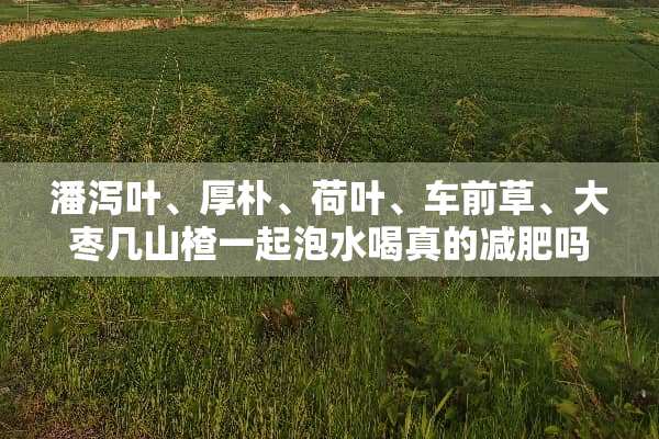 潘泻叶、厚朴、荷叶、车前草、大枣几山楂一起泡水喝真的减肥吗？