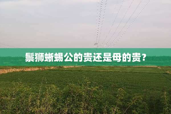 鬃狮蜥蜴公的贵还是母的贵？