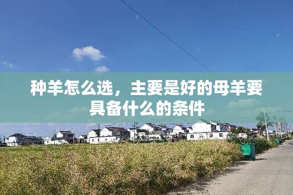 种羊怎么选，主要是好的母羊要具备什么的条件