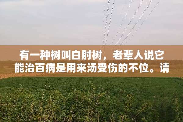有一种树叫白肘树，老辈人说它能治百病是用来汤受伤的不位。请问它能喝吗？谢谢
