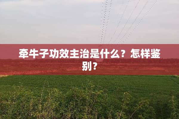 牵牛子功效主治是什么？怎样鉴别？