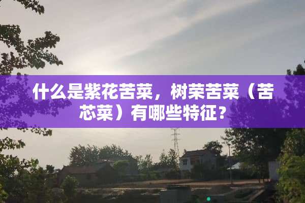 什么是紫花苦菜，树荣苦菜（苦芯菜）有哪些特征？