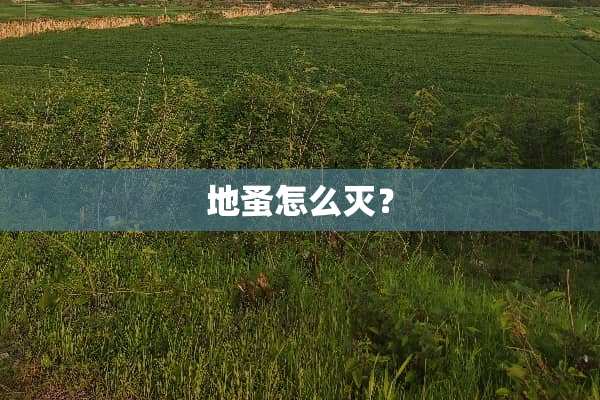 地蚤怎么灭？