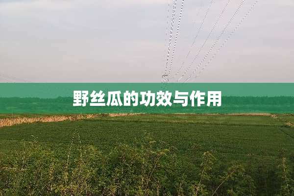 野丝瓜的功效与作用