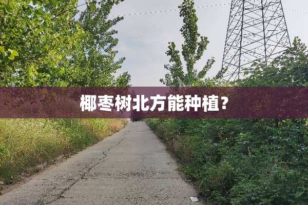 椰枣树北方能种植？