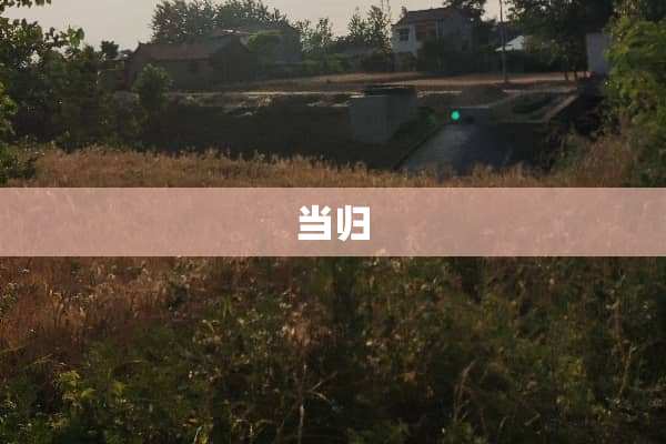 当归
