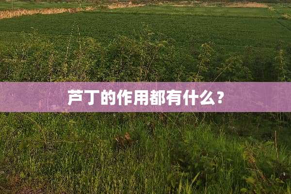 芦丁的作用都有什么？