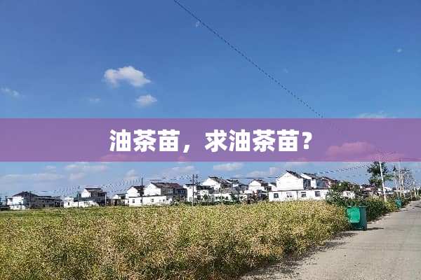 油茶苗，求油茶苗？