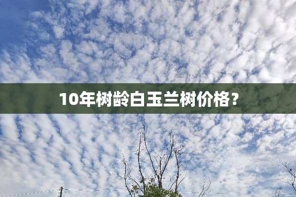 10年树龄白玉兰树价格？