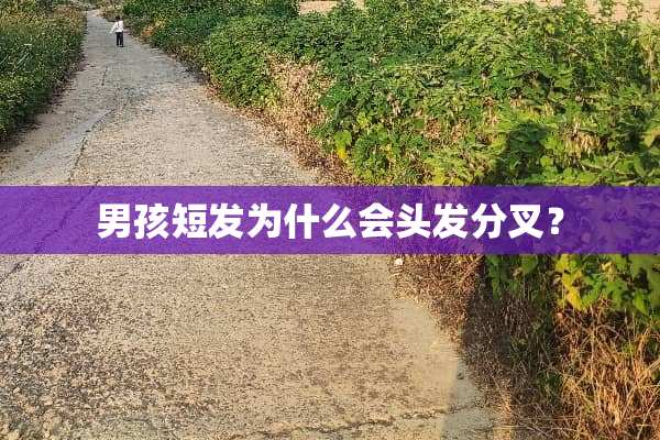 男孩短发为什么会头发分叉？