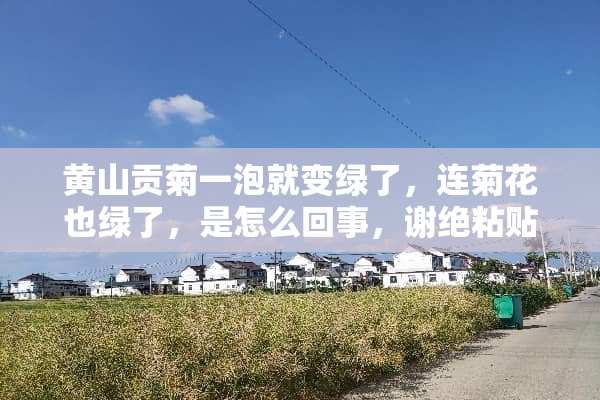 黄山贡菊一泡就变绿了，连菊花也绿了，是怎么回事，谢绝粘贴？