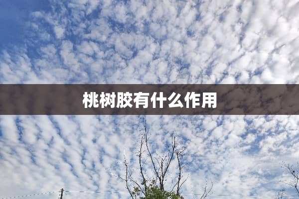 桃树胶有什么作用